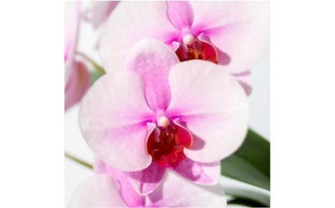 胡蝶蘭　アップサイクル･ウッドベース（ミディショートタイプ／さくらひめ）[CO-4](A611-2)