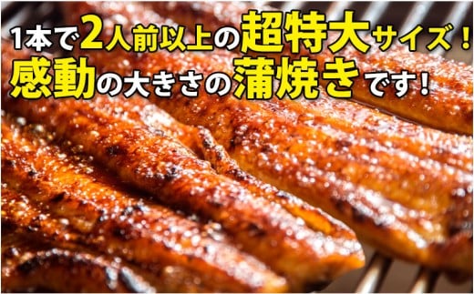 【数量限定】超特大サイズ国産うなぎ蒲焼き2本セット （230～249g×2本）(A632-2)