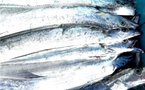 漁師の鮮魚箱（約2kg）(A669-2)