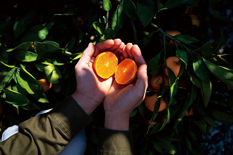 温州みかん100%ストレートジュース【Premium Taste uetomo】500ml×2本セット(A670-1)