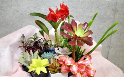 人気植物10種バラエティセット（A899-1）