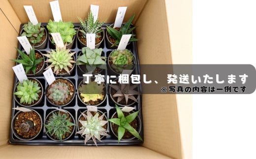 人気のハオルチア16種詰め合わせ（A960-2）