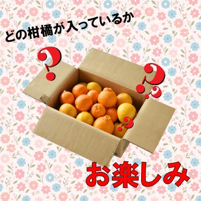訳アリ 旬のかんきつ詰め合わせ 5kg(A974-3)
