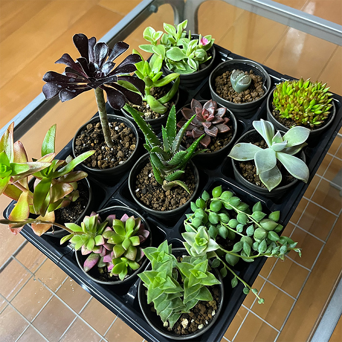 おまかせ多肉植物詰め合わせ（12種）（A1046-1）