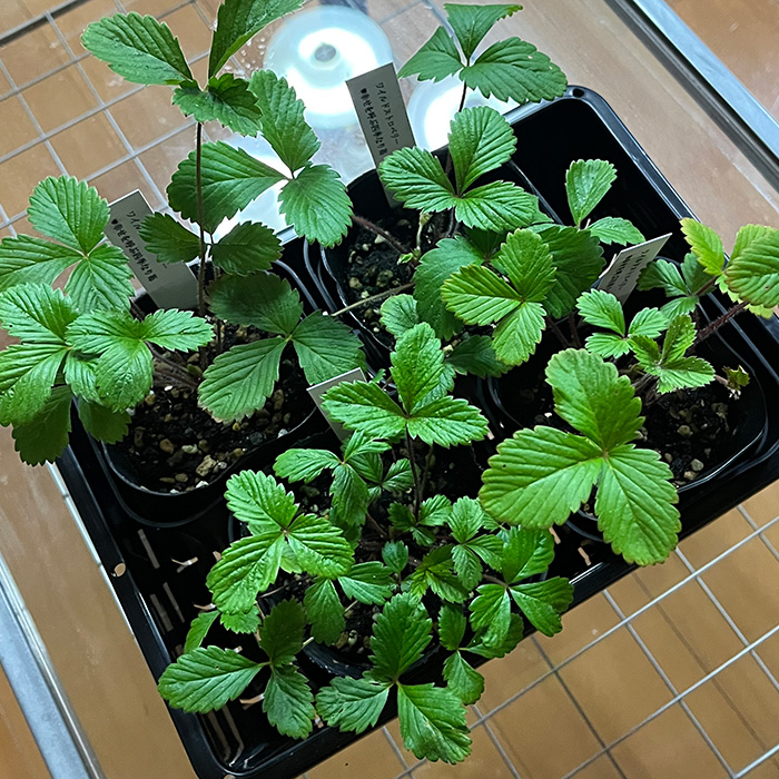 ワイルドストロベリー（四季なりイチゴ）（A1047-1）