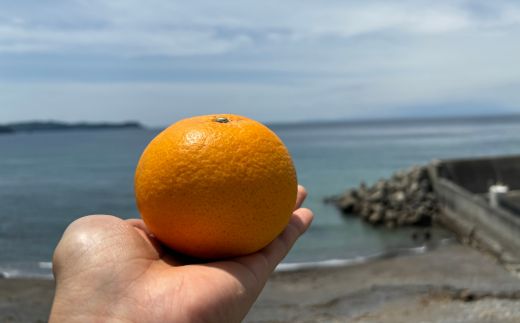 甘夏（約１０kg）(A144-1)