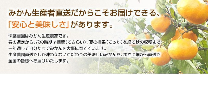 訳アリ旬のかんきつ詰め合わせ１０ｋｇ(A145-4)