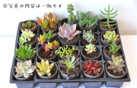 おまかせ多肉植物詰め合わせ（２０種）(A160-1)