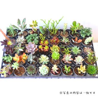 おまかせ多肉植物詰め合わせ（４０種）(A161-1)