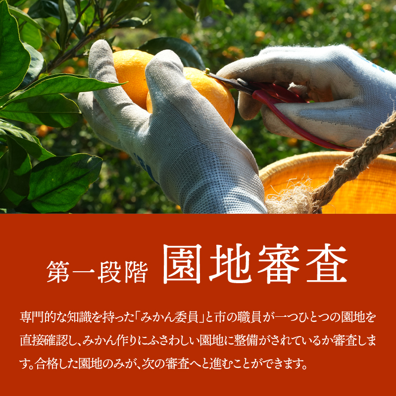 有田市認定みかん「未来への虹」至宝(5kg)【日本初自治体認定フルーツ】(A1-2) 