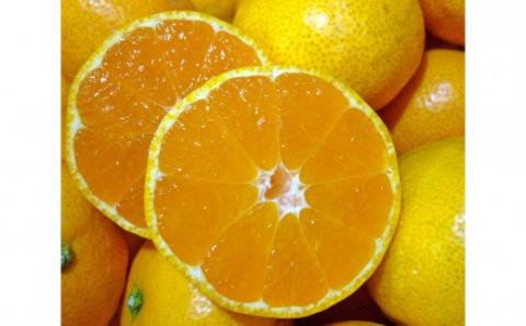 有田みかんの酒(ワイン)2本セット(A417-1)