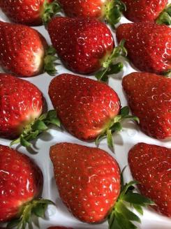 和歌山のいちご「大粒まりひめ」２パック(A462-2)