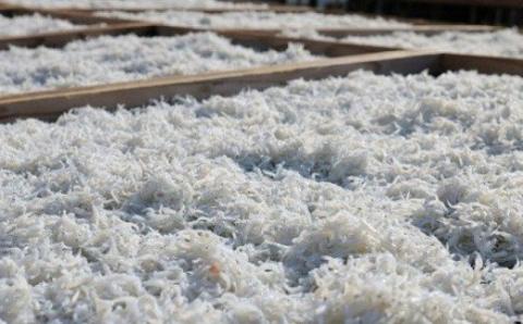 上干ちりめん400g×2箱(ks-1)(A478-2)