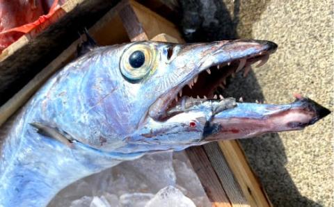 漁師の鮮魚箱（約4kg）(A890-3)