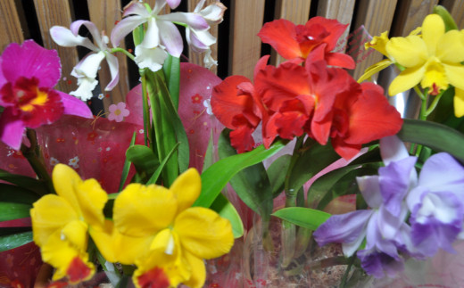 ミニ・ミディカトレア3種寄せ植え（A898-1）