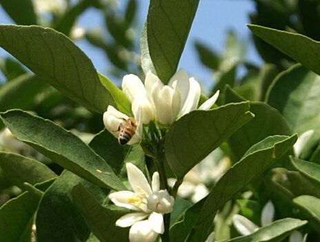 国産純粋はちみつ(みかん蜜)　2kg(A89-1)