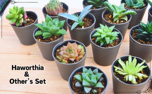 人気のハオルチア＆その他の多肉植物詰め合わせ（A944-2）