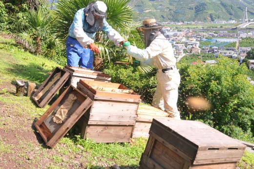 山花のはちみつチューブボトル300ｇ 3個（A1016-1）