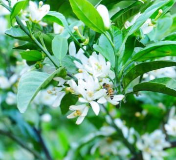 国産純粋はちみつ（みかん蜜）1.2kｇ(A14-1)