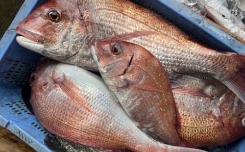 漁師が自ら仕上げた旬のおまかせ無添加干物7種セット(A668-2)