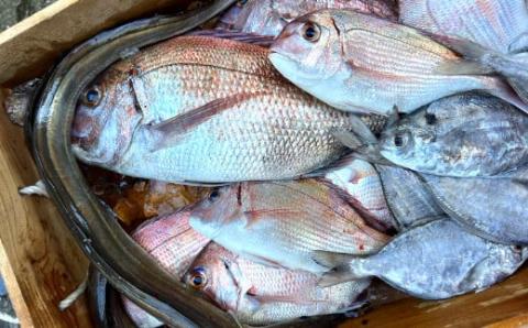 漁師の鮮魚箱（約2kg）(A669-2)