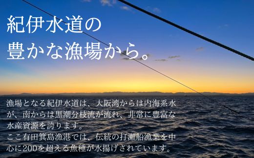 漁師の鮮魚箱（約3kg）(A889-3)