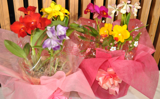 ミニ・ミディカトレア3種寄せ植え（A898-1）