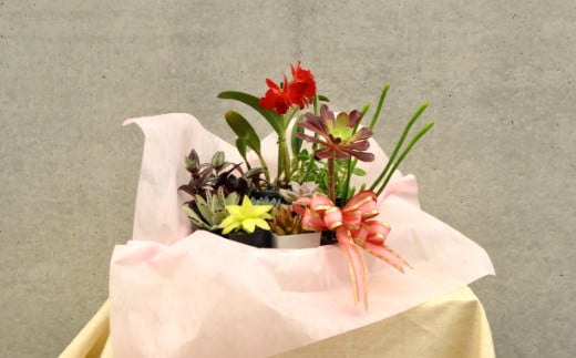人気植物10種バラエティセット（A899-1）