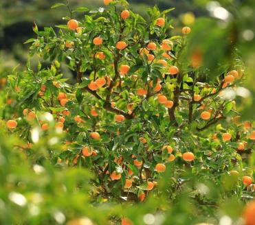 国産純粋はちみつ(みかん蜜)　2kg(A89-1)