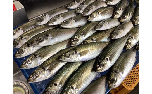 【産直市場「浜のうたせ」】アジフライ（加熱用）５〜８枚セット(A976-1)