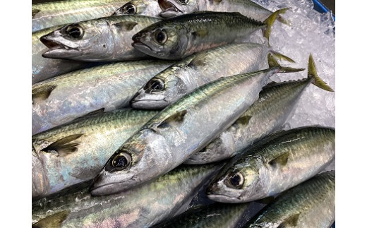 【産直市場「浜のうたせ」】さばフライ（加熱用）５〜8枚セット(A977-1)