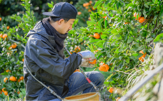 鳴川農園nalu juice 有田みかんジュース250ml×6本(A1026-2)