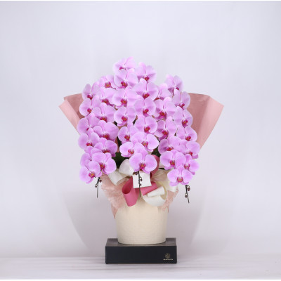 フォアスPREMIUM胡蝶蘭3本立ち39輪以上 ピンク (A1031-2) 