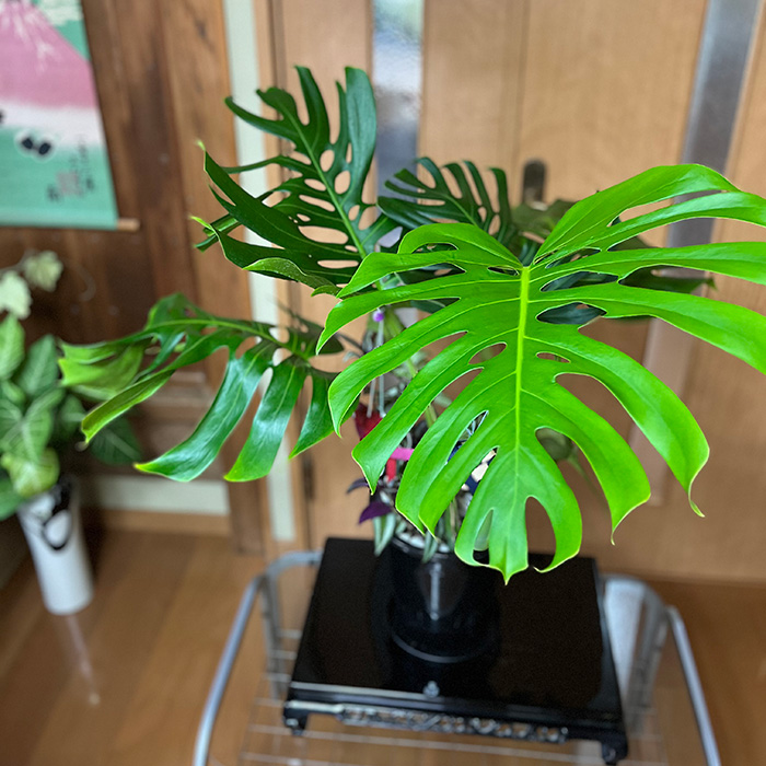 モンステラ＆観葉植物2種類寄せ植え（A1045-1）