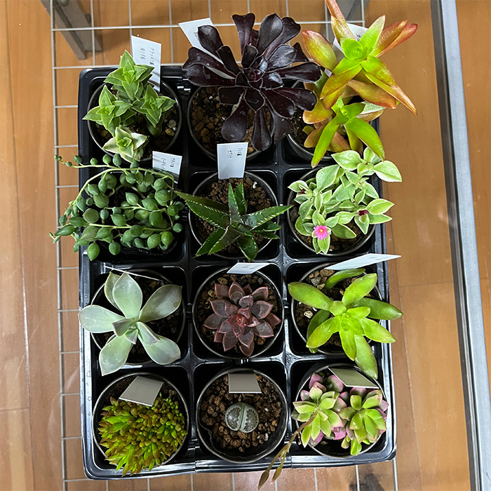 おまかせ多肉植物詰め合わせ（12種）（A1046-1）