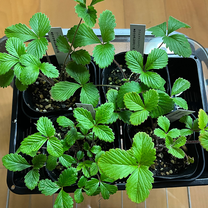 ワイルドストロベリー（四季なりイチゴ）（A1047-1）