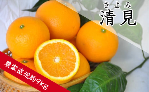 清見（きよみ）（約９ｋｇ）(A136-1)