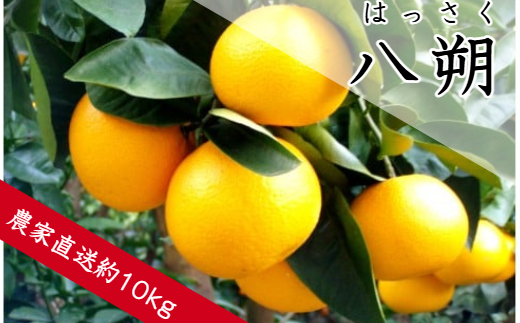 八朔（約１０ｋｇ）(A137-1)