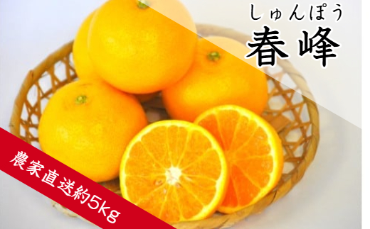 春峰（しゅんぽう）（約５ｋｇ）(A138-1)