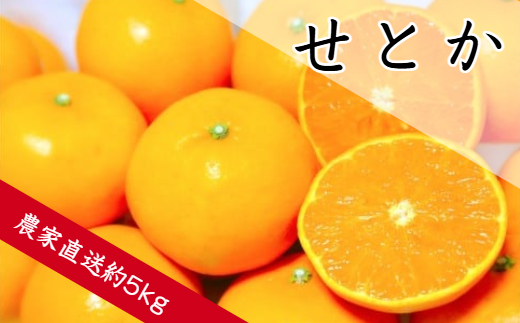 せとか（約５ｋｇ）(A139-1)