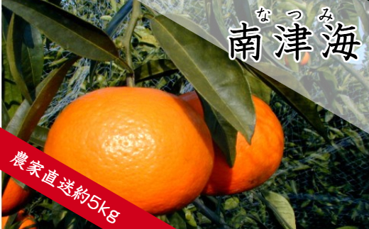 南津海（なつみ）（約５ｋｇ）(A140-1)