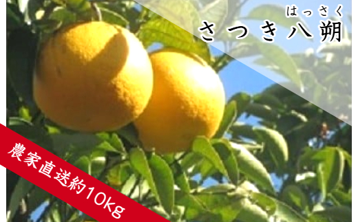さつき八朔（約１０ｋｇ）(A141-1)