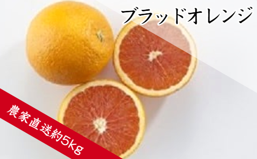 ブラッドオレンジ（約5㎏）（A143-1）