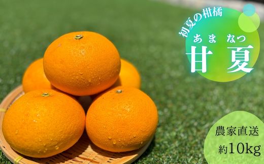 甘夏（約１０kg）(A144-1)