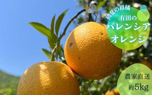 有田市のバレンシアオレンジ（５kg）(A212-1)