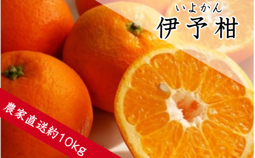 伊予柑（約10㎏）(A359-1)
