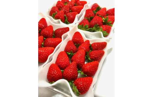 和歌山のいちご「大粒まりひめ」４パック(A460-2)