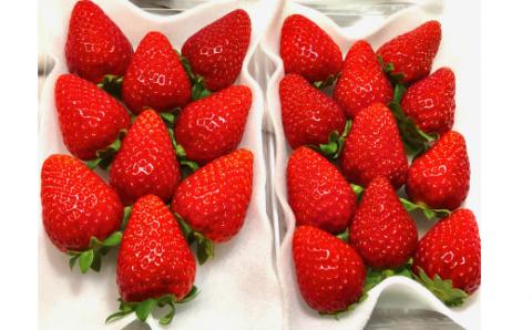 和歌山のいちご「大粒まりひめ」２パック(A462-2)