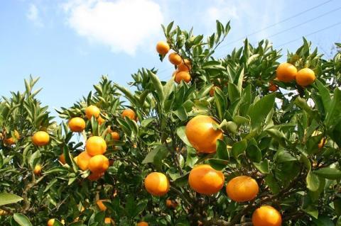 有田みかんの木オーナー権　　　（極早生）(A73-1)