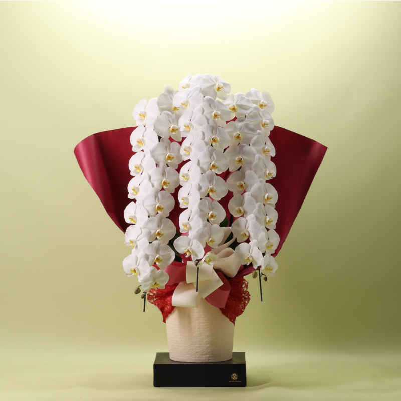 フォアスPREMIUM 胡蝶蘭 3本立ち48輪以上 白 (A959-2)